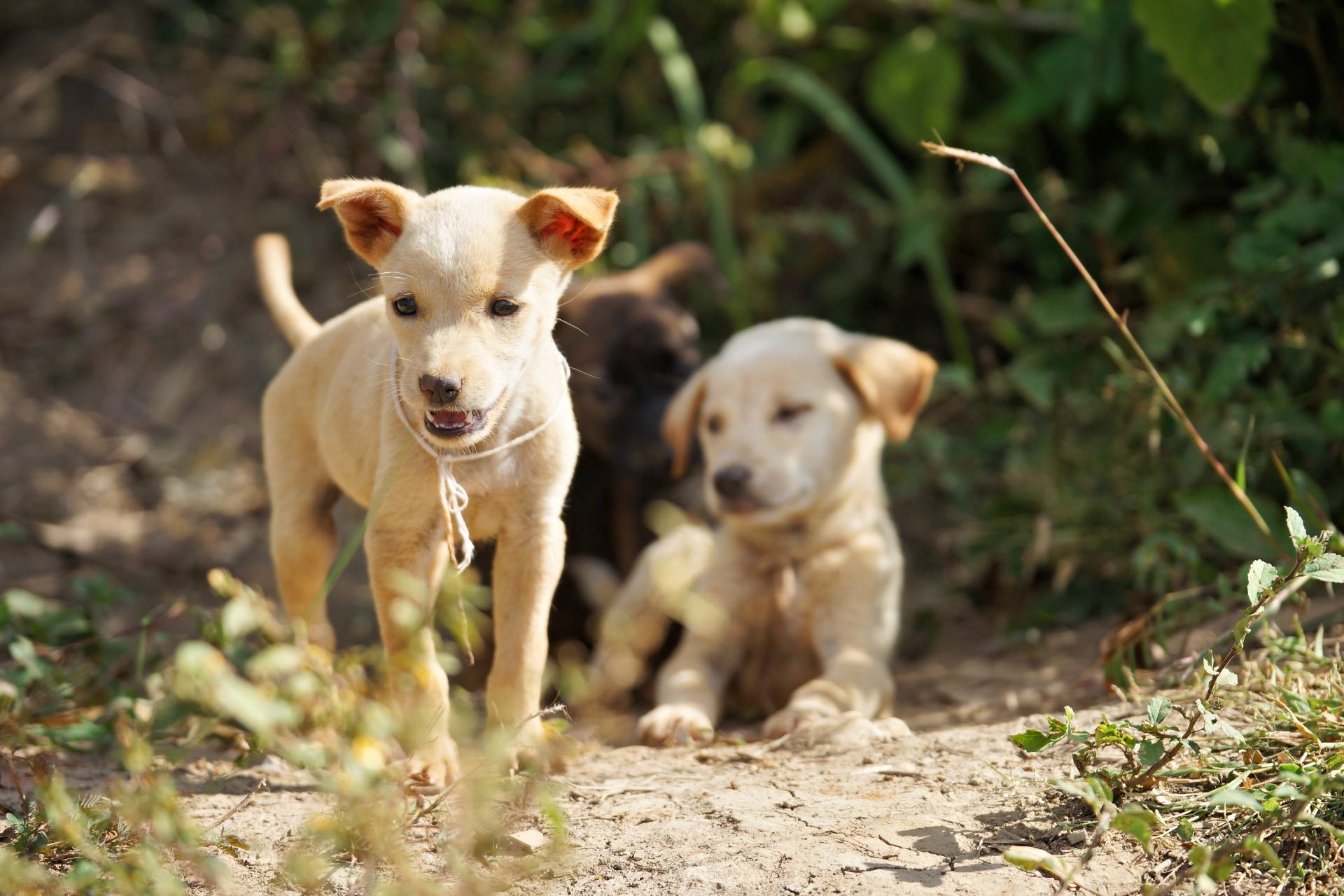 Tageswanderung durch die Umgebung von Nyaung Shwe